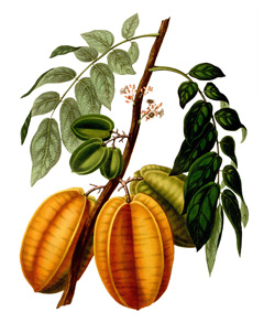 Averrhoa Carambola, Star Fruit
